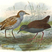 Spotless Crake